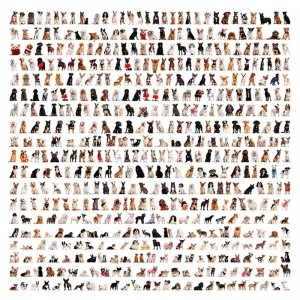 fotooboi givotnie (1)