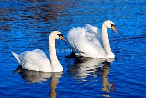 fotooboi givotnie (11)