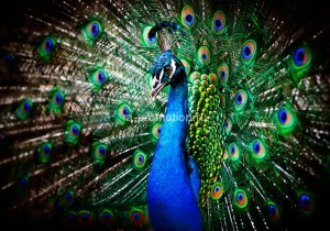 fotooboi givotnie (12)