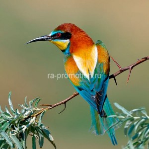 fotooboi givotnie (13)