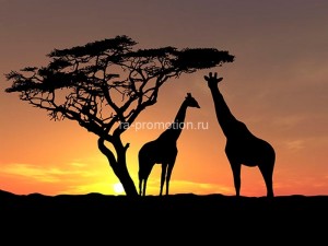 fotooboi givotnie (14)