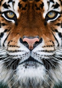 fotooboi givotnie (17)