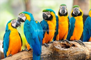 fotooboi givotnie (18)