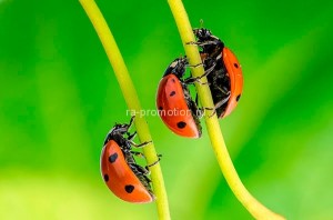 fotooboi givotnie (19)