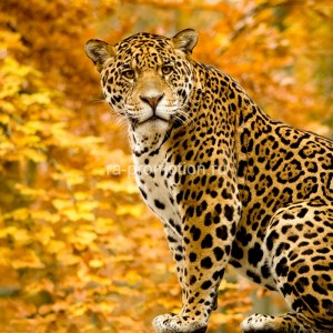 fotooboi givotnie (2)