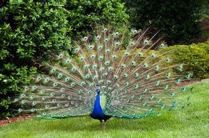 fotooboi givotnie (20)