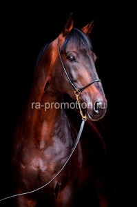 fotooboi givotnie (26)