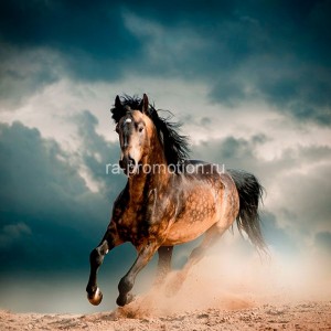 fotooboi givotnie (27)