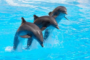 fotooboi givotnie (28)