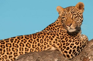 fotooboi givotnie (39)