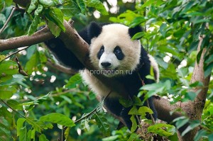 fotooboi givotnie (40)