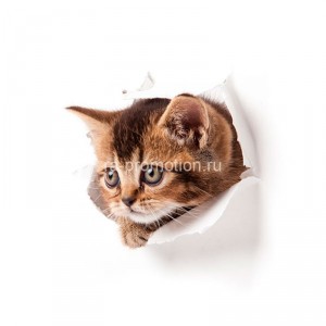 fotooboi givotnie (41)