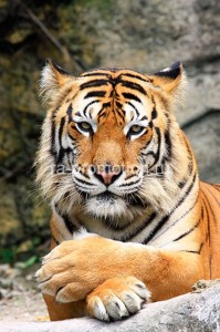 fotooboi givotnie (42)