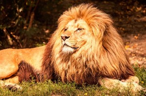 fotooboi givotnie (43)