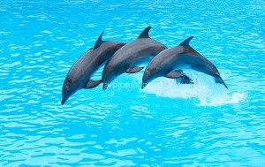 fotooboi givotnie (44)