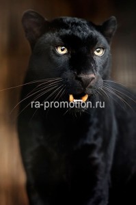 fotooboi givotnie (48)