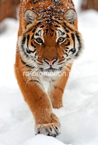 fotooboi givotnie (49)