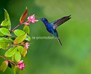 fotooboi givotnie (50)