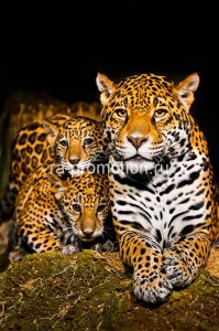 fotooboi givotnie (54)