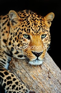 fotooboi givotnie (55)