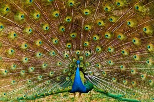 fotooboi givotnie (56)