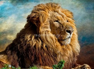 fotooboi givotnie (6)