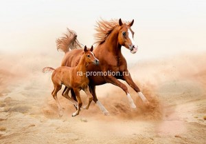 fotooboi givotnie (60)