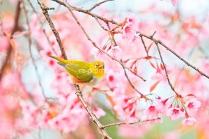 fotooboi givotnie (63)