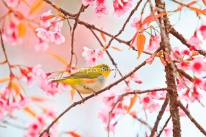 fotooboi givotnie (64)