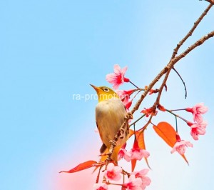 fotooboi givotnie (65)