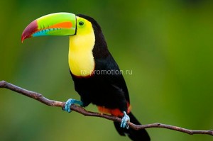 fotooboi givotnie (9)