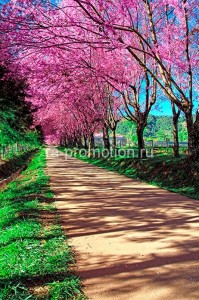 fotoboi perspektiva (1)