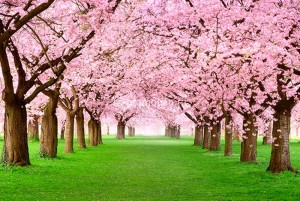 fotoboi perspektiva (29)