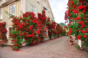 fotoboi perspektiva (72)