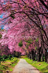 fotoboi perspektiva (73)