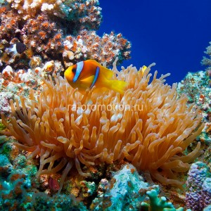 fotooboi podvodniy mir (10)