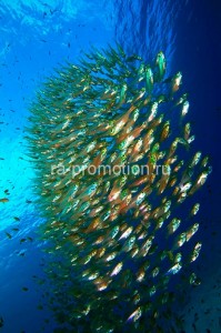 fotooboi podvodniy mir (14)