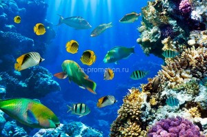 fotooboi podvodniy mir (15)