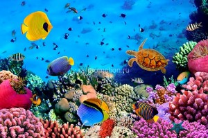 fotooboi podvodniy mir (2)