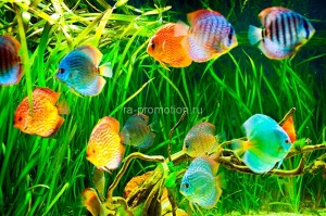 fotooboi podvodniy mir (20)