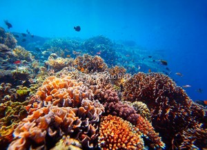 fotooboi podvodniy mir (26)