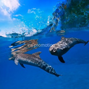 fotooboi podvodniy mir (3)