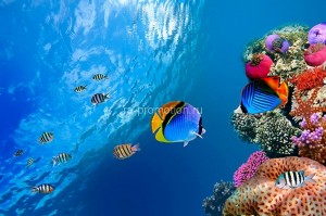 fotooboi podvodniy mir (35)