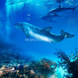 fotooboi podvodniy mir (37)