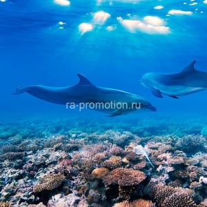 fotooboi podvodniy mir (39)