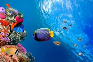 fotooboi podvodniy mir (40)