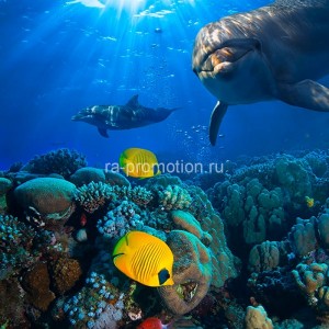 fotooboi podvodniy mir (43)