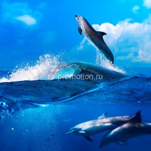 fotooboi podvodniy mir (45)