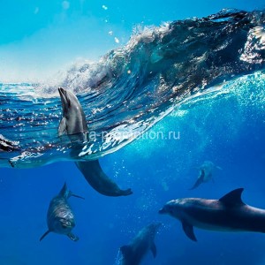 fotooboi podvodniy mir (47)