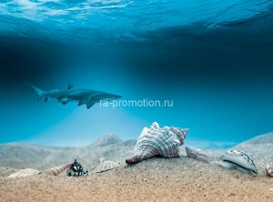 fotooboi podvodniy mir (9)